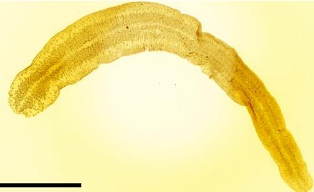 Представитель Семейства Latocestidae